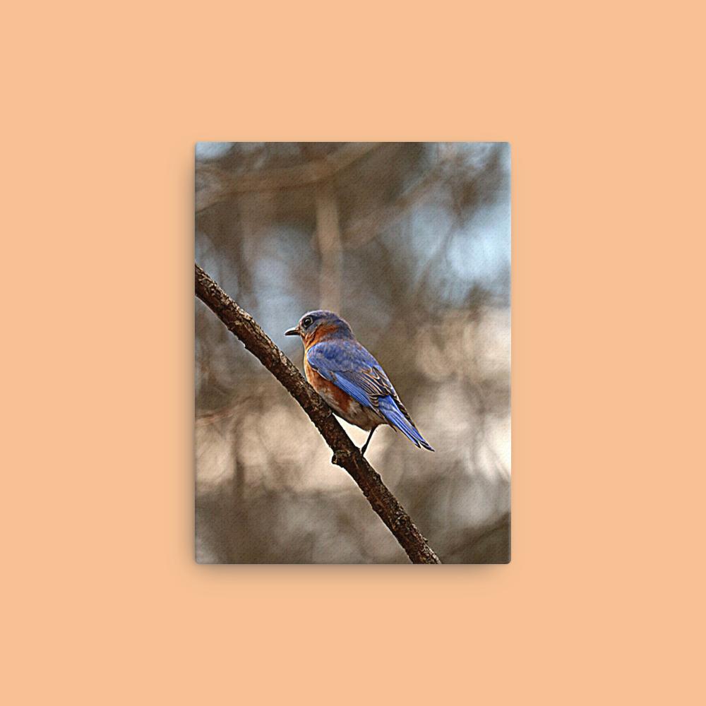 Eastern Bluebird Canvas |Bird Photography| Wall Art