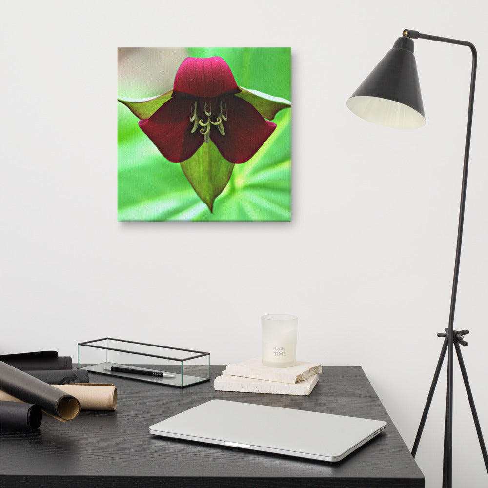 Wake Robin Trillium| Canvas Nature Photography