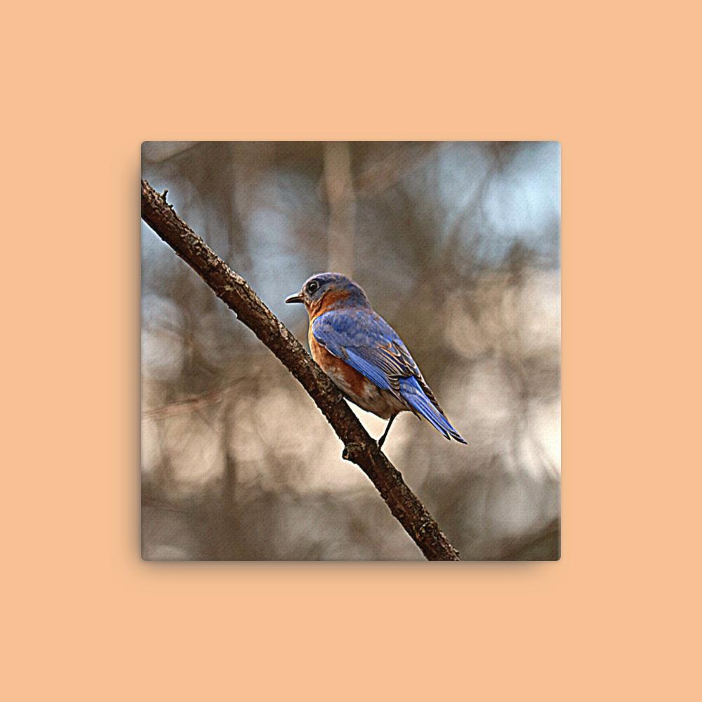 Eastern Bluebird Canvas |Bird Photography| Wall Art