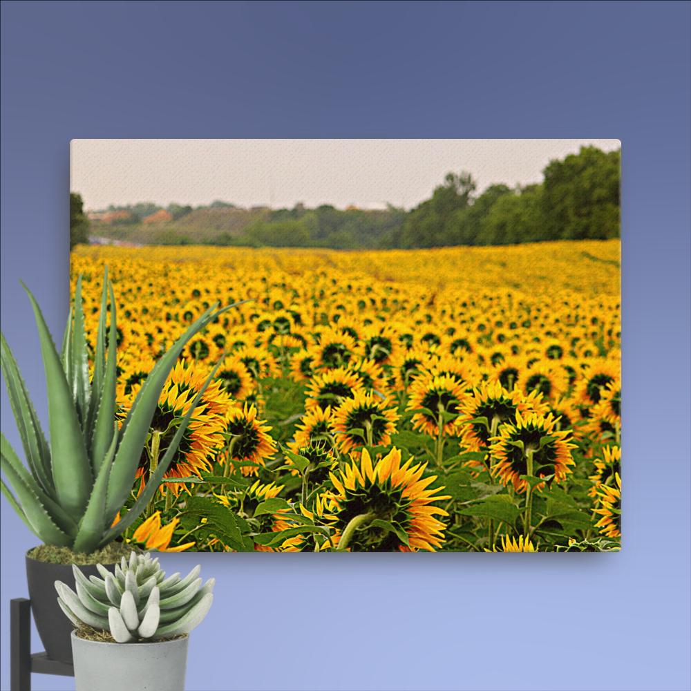 Sunflower Fields Forever| Canvas Nature Photography by Natural Reflection Art