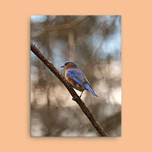 Eastern Bluebird Canvas |Bird Photography| Wall Art