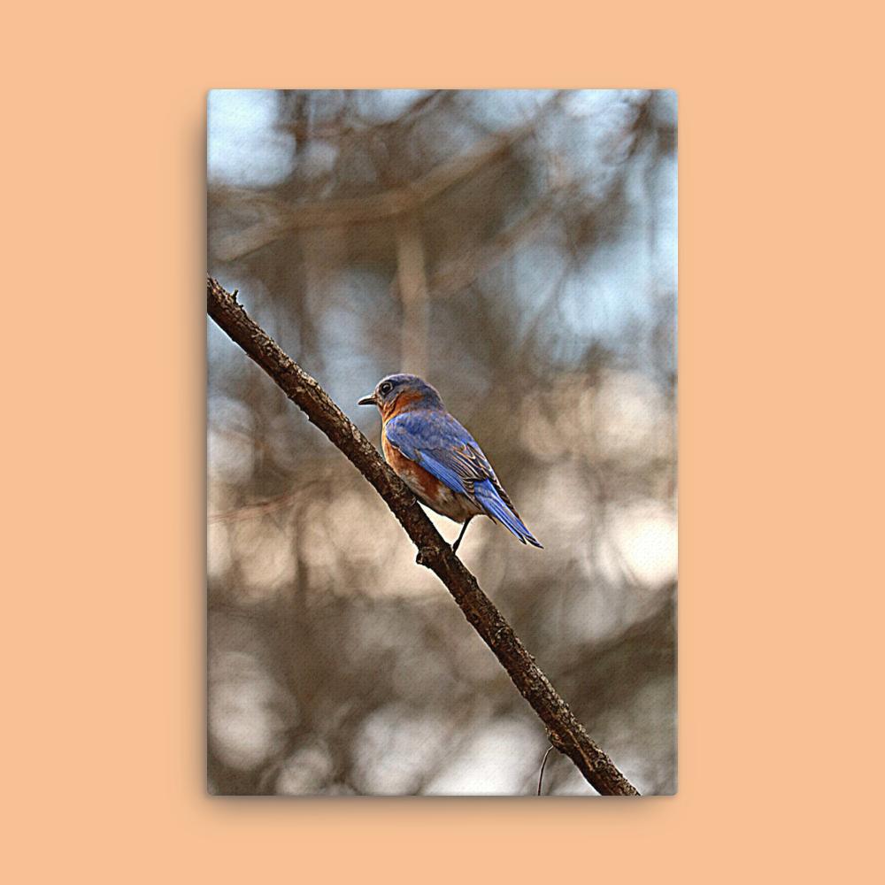 Eastern Bluebird Canvas |Bird Photography| Wall Art