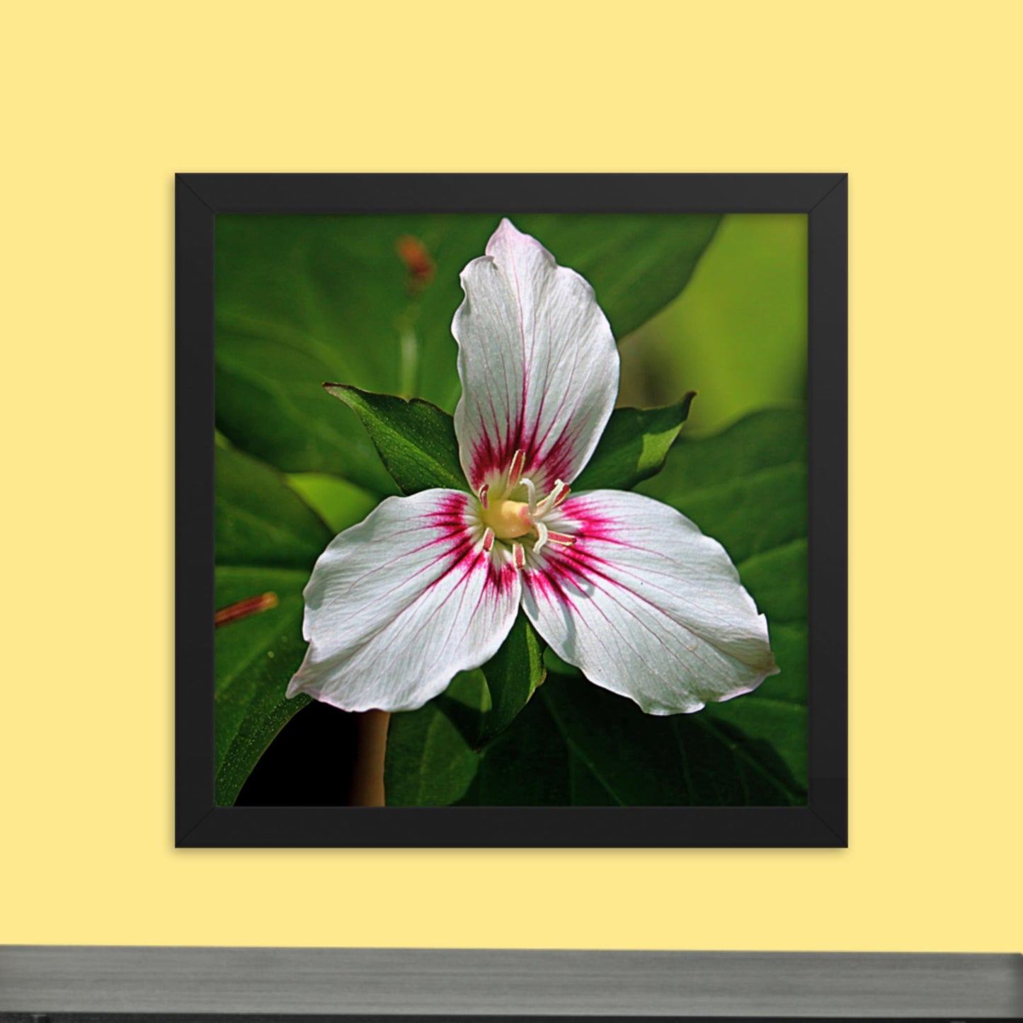 Painted Trillium Framed Photo Paper Poster