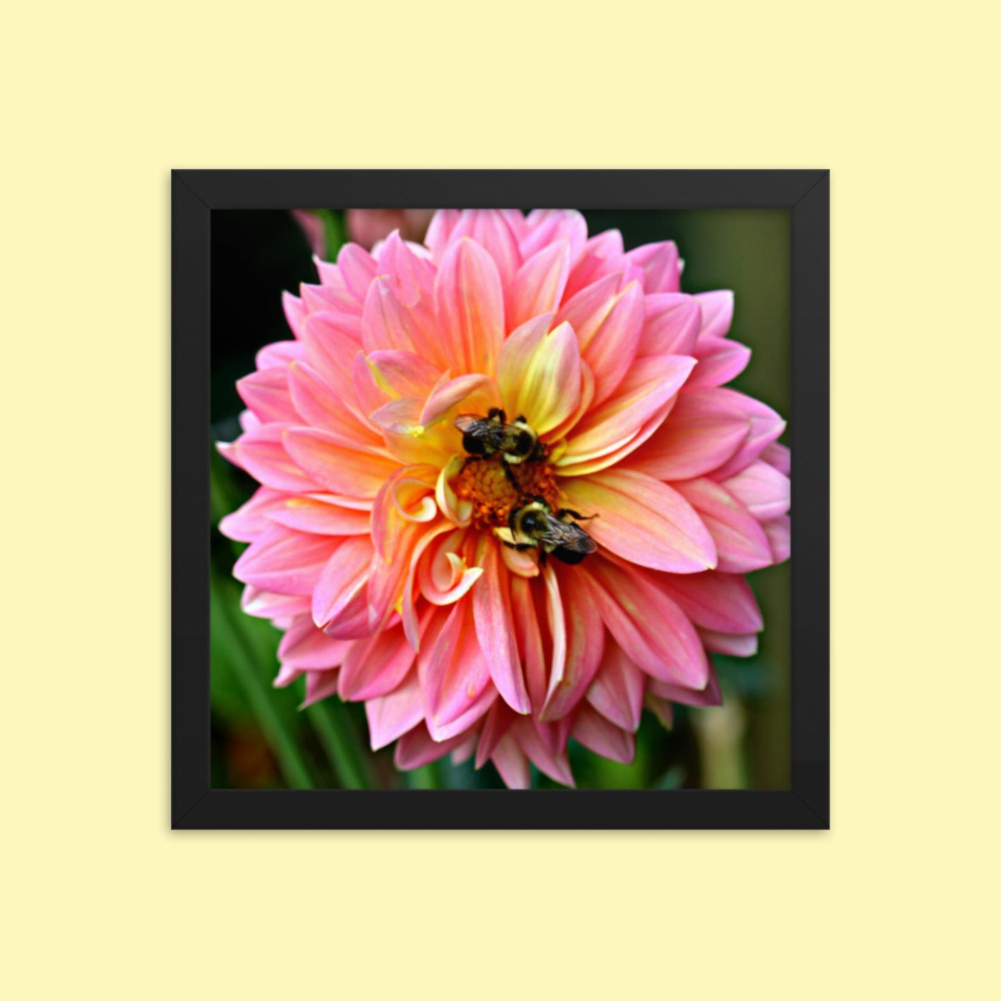 Pink Dahlia Two Bees- Framed photo paper poster