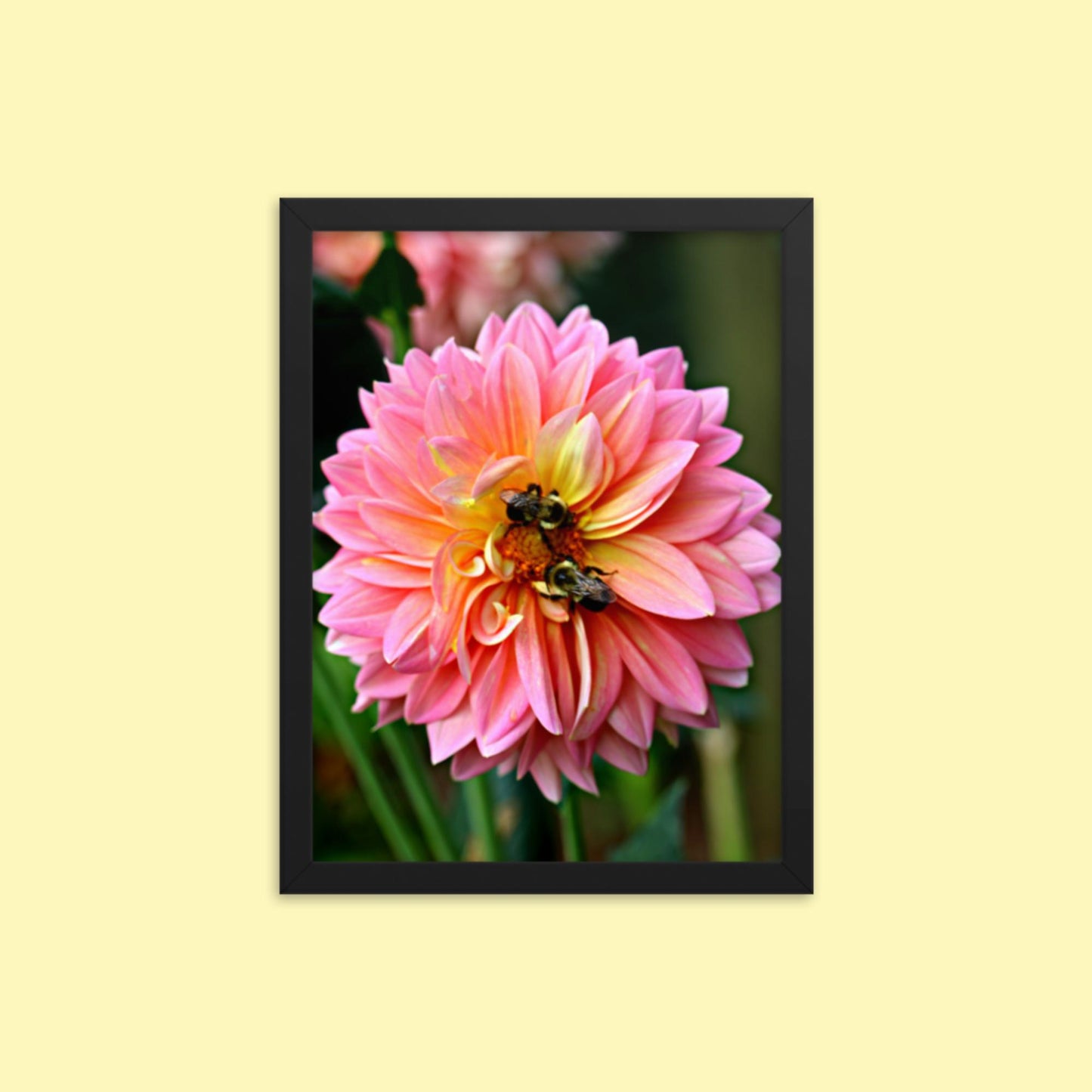 Pink Dahlia Two Bees- Framed photo paper poster