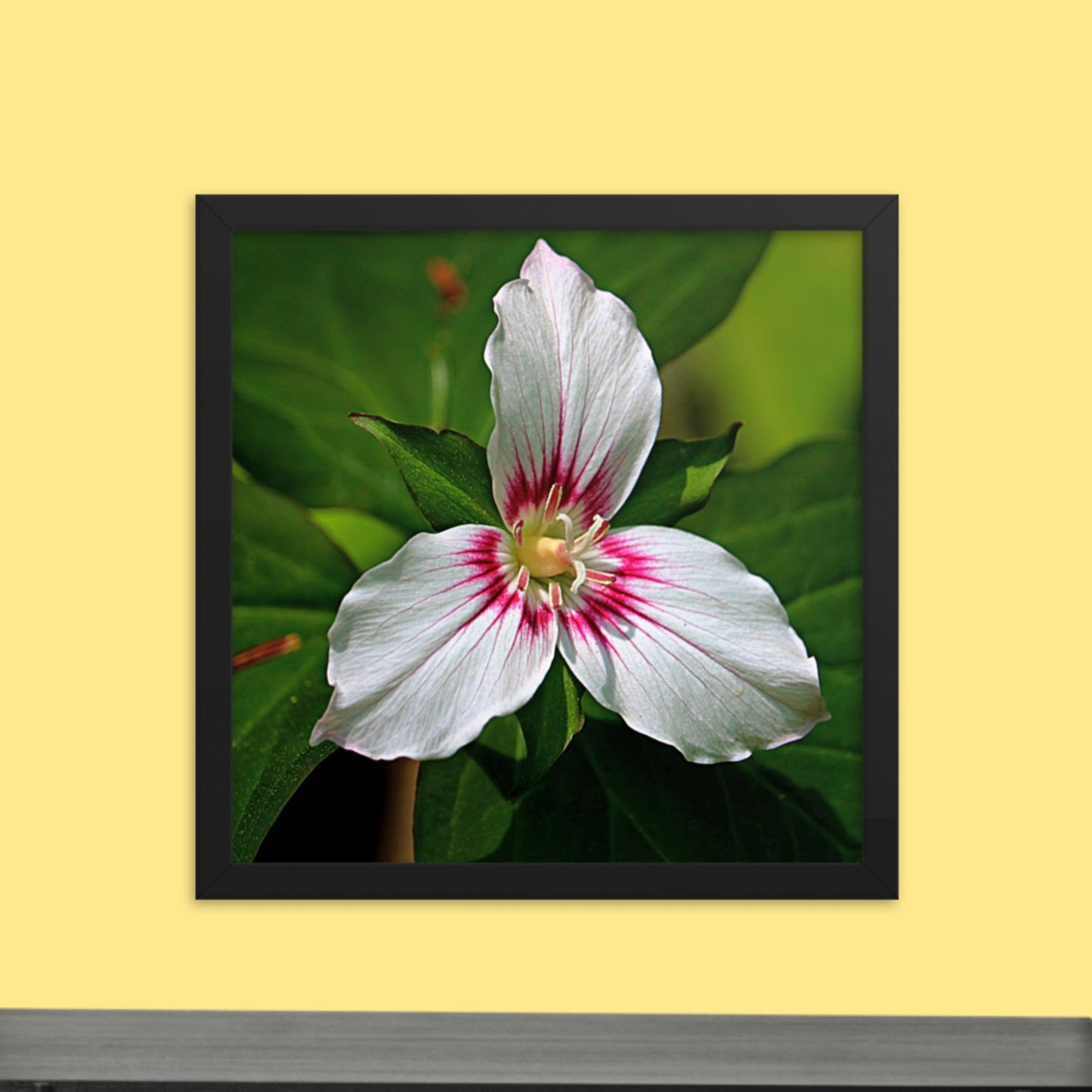 Painted Trillium Framed Photo Paper Poster