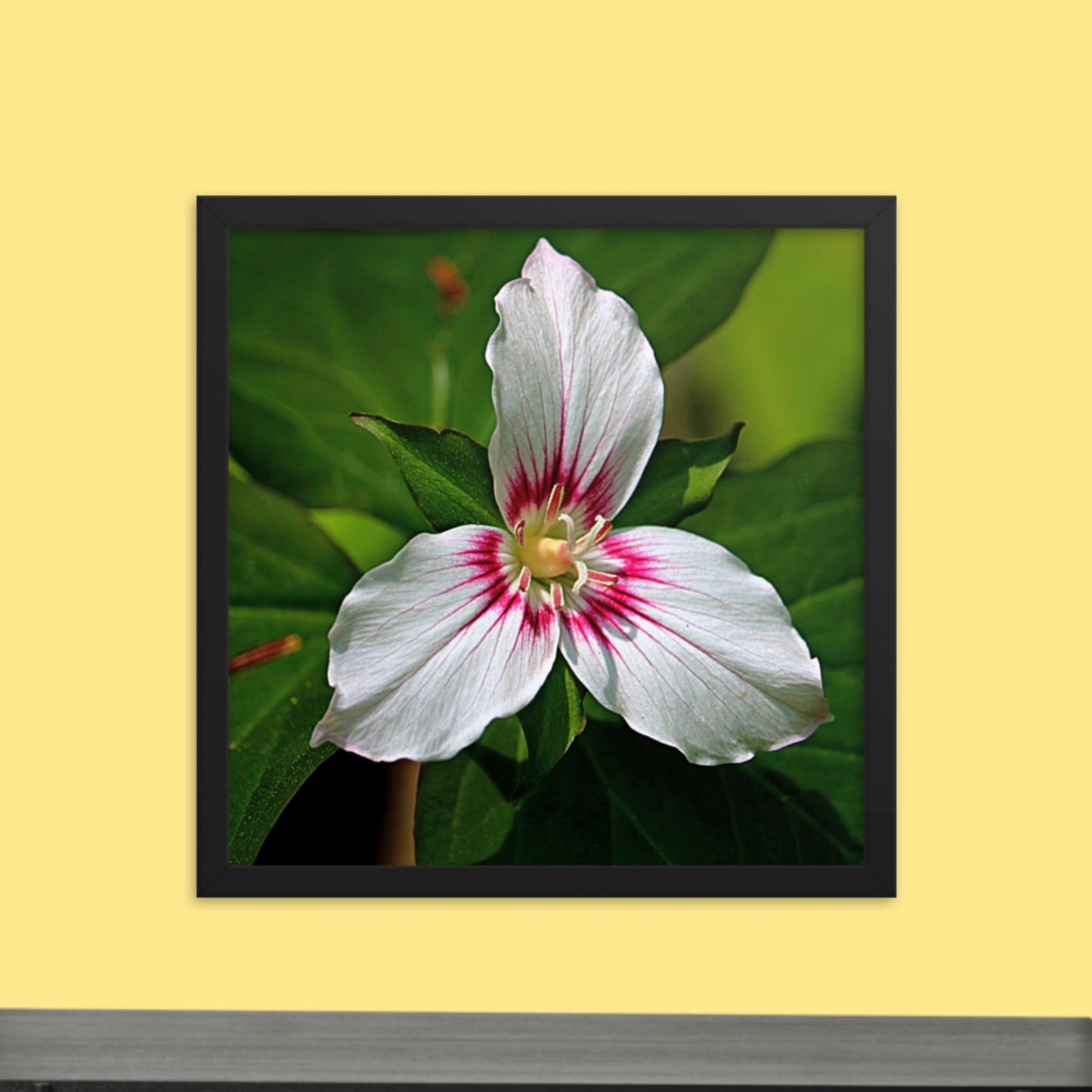 Painted Trillium Framed Photo Paper Poster