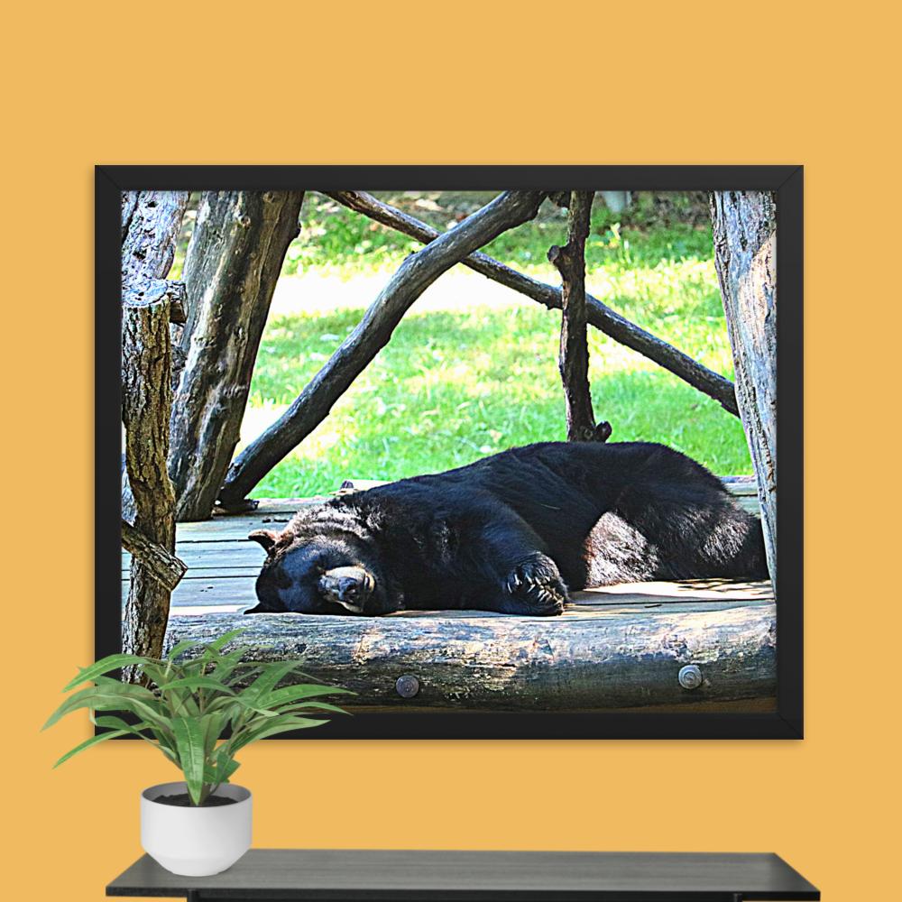Lounging Bear Framed photo paper poster