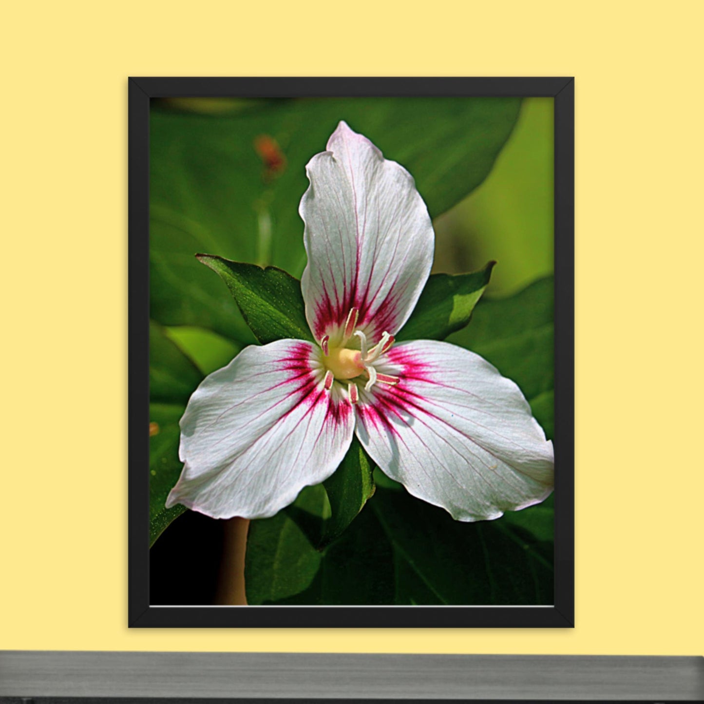 Painted Trillium Framed Photo Paper Poster