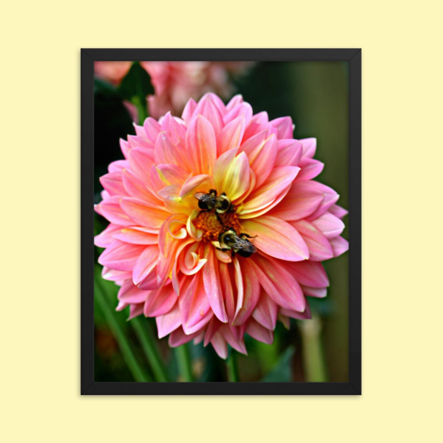 Pink Dahlia Two Bees- Framed photo paper poster
