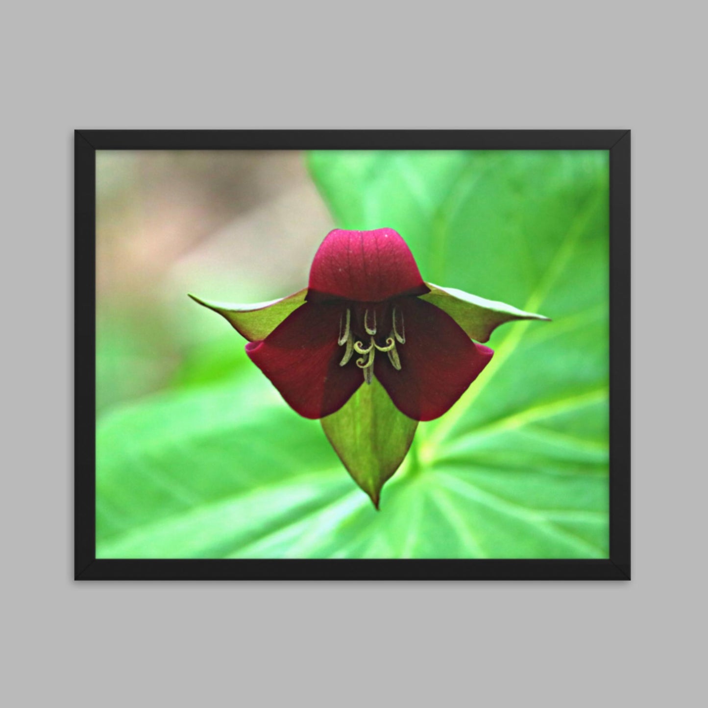 Wake Robin Trillium Framed photo paper poster