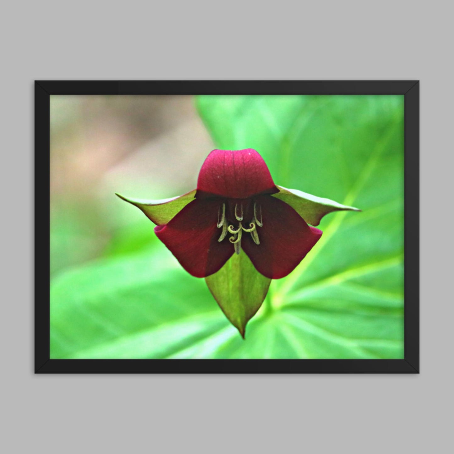 Wake Robin Trillium Framed photo paper poster