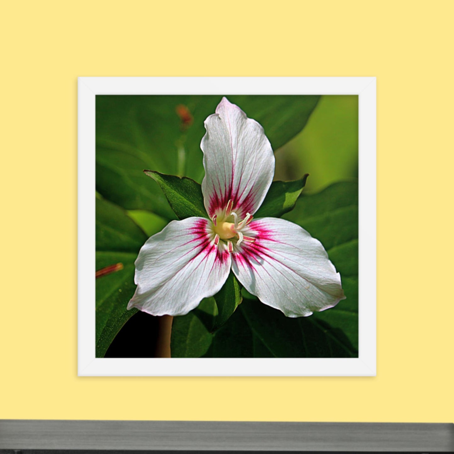 Painted Trillium Framed Photo Paper Poster