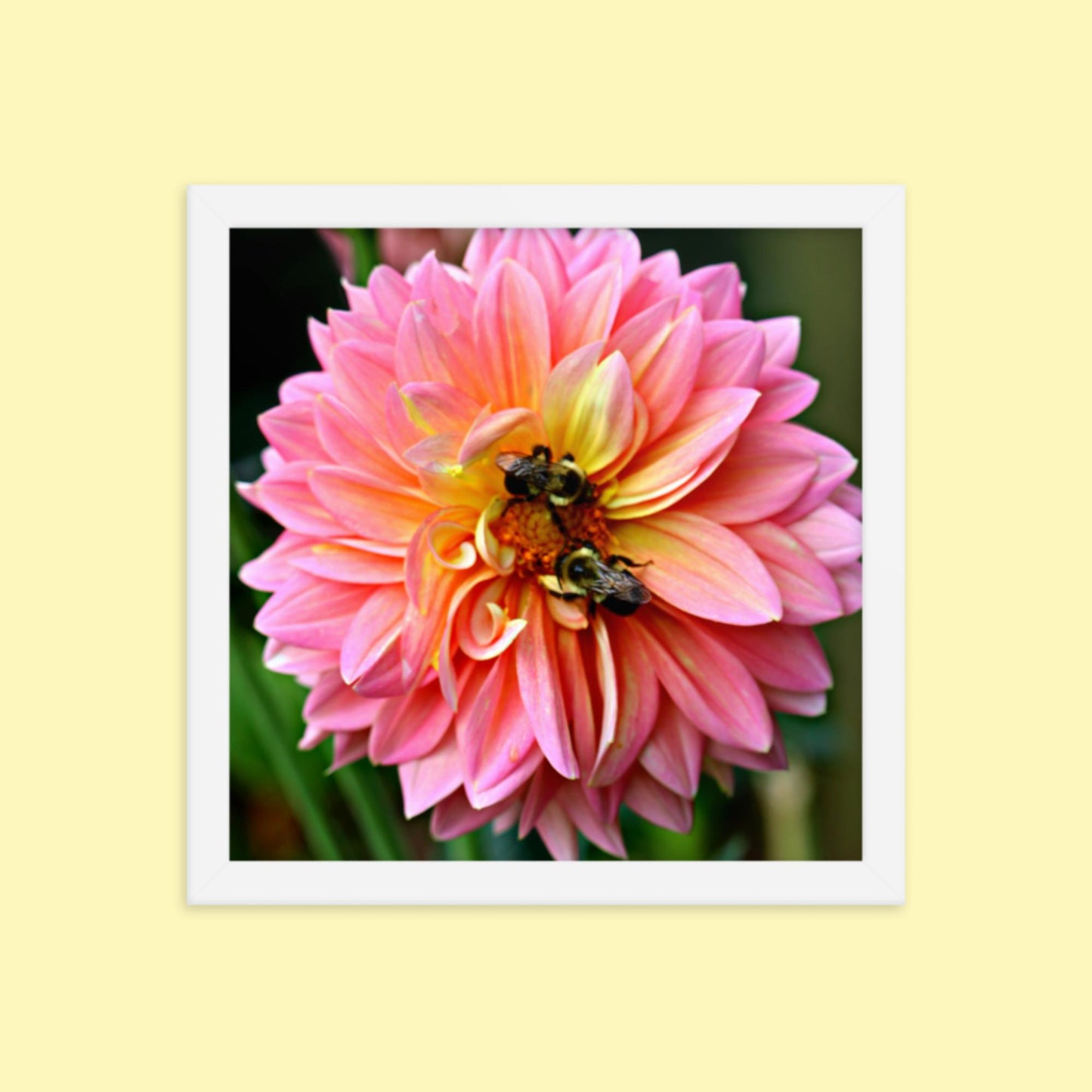 Pink Dahlia Two Bees- Framed photo paper poster