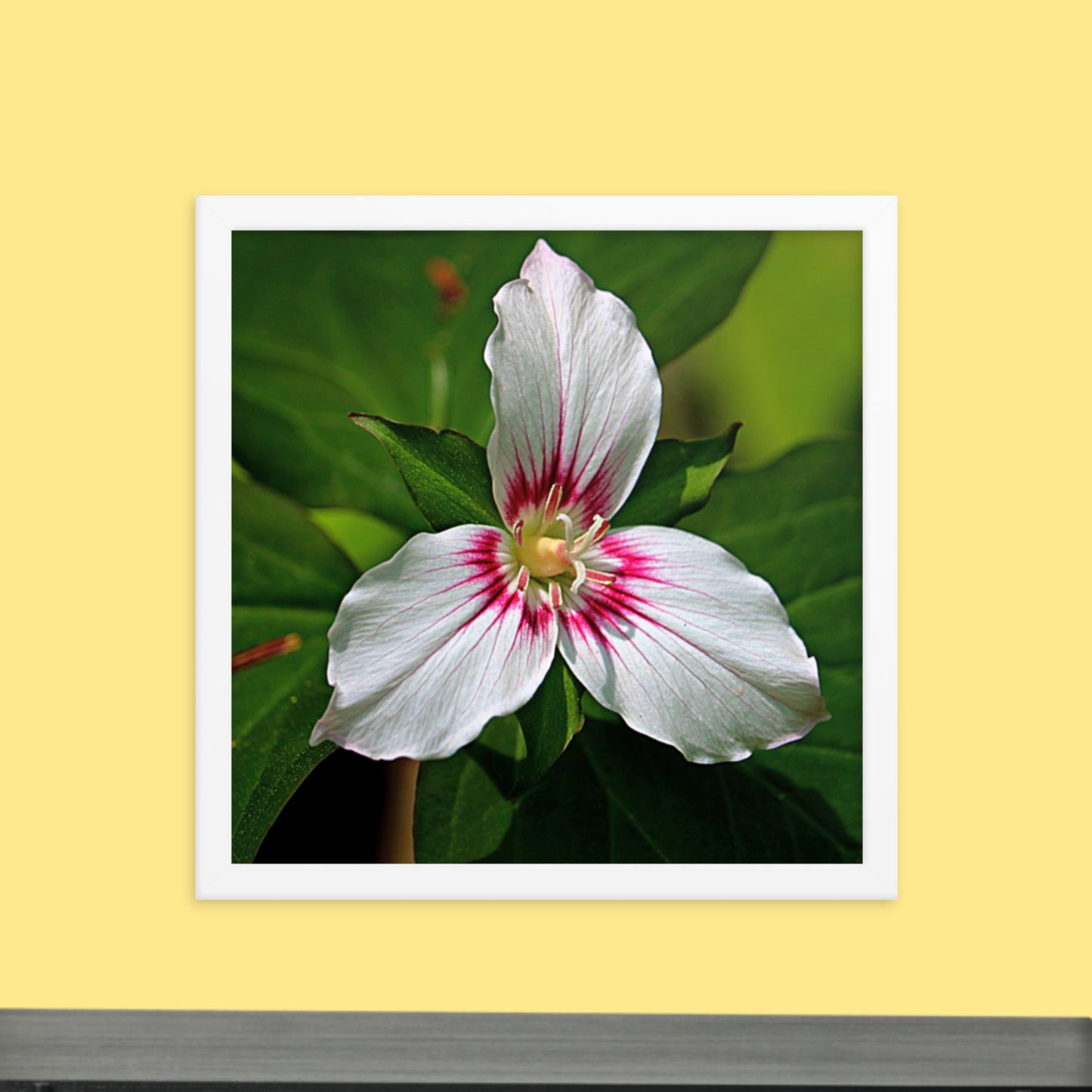 Painted Trillium Framed Photo Paper Poster