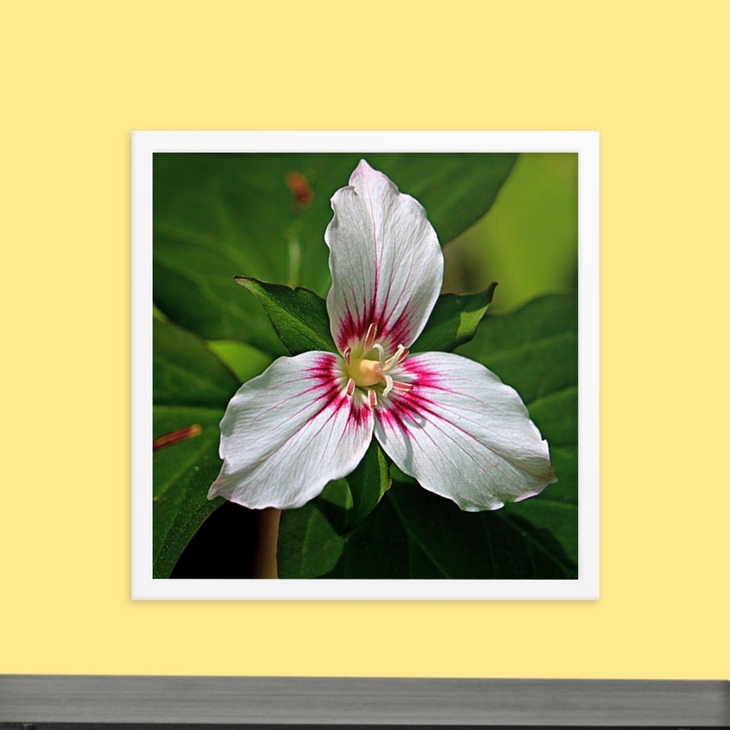 Painted Trillium Framed Photo Paper Poster
