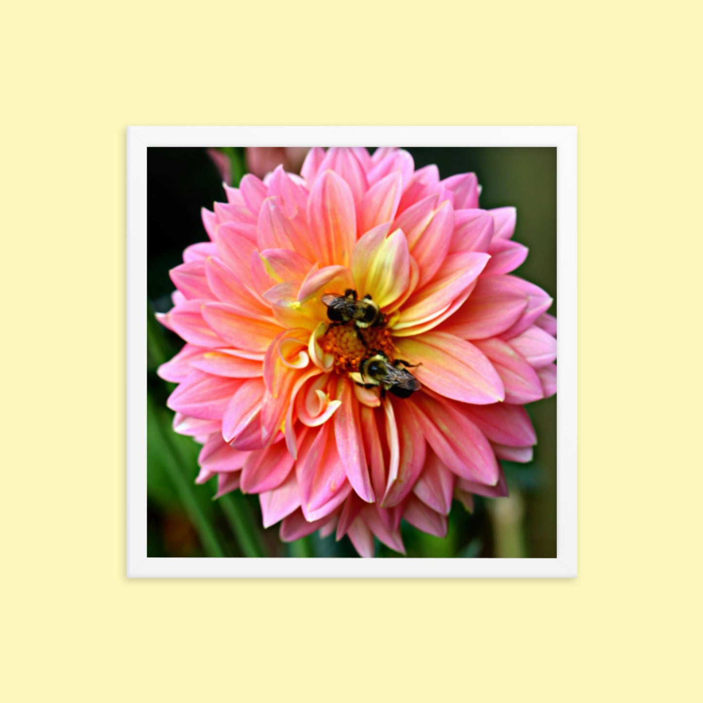 Pink Dahlia Two Bees- Framed photo paper poster