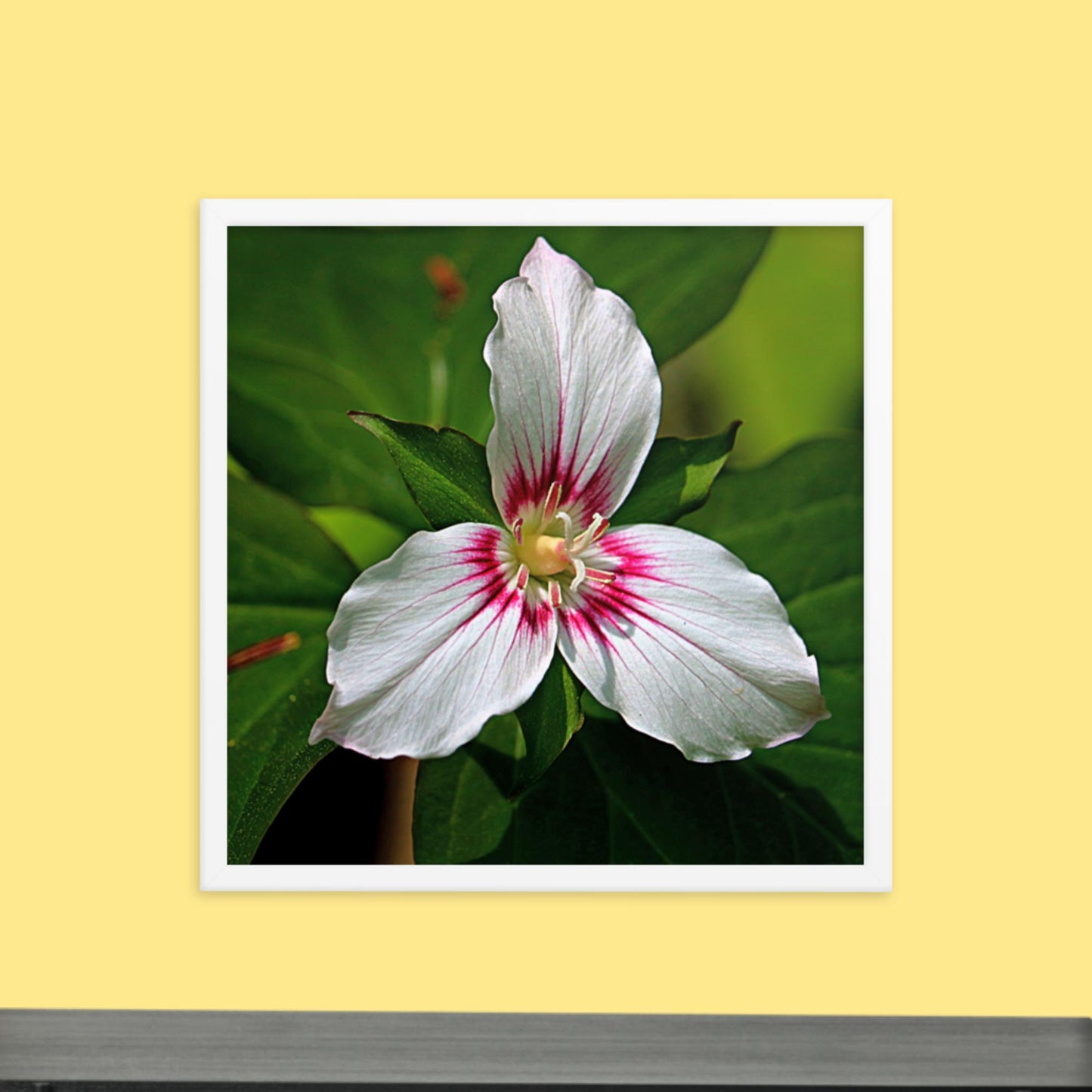 Painted Trillium Framed Photo Paper Poster