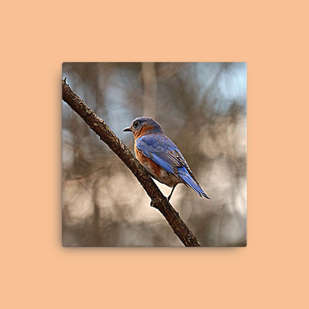 Eastern Bluebird Canvas |Bird Photography| Wall Art