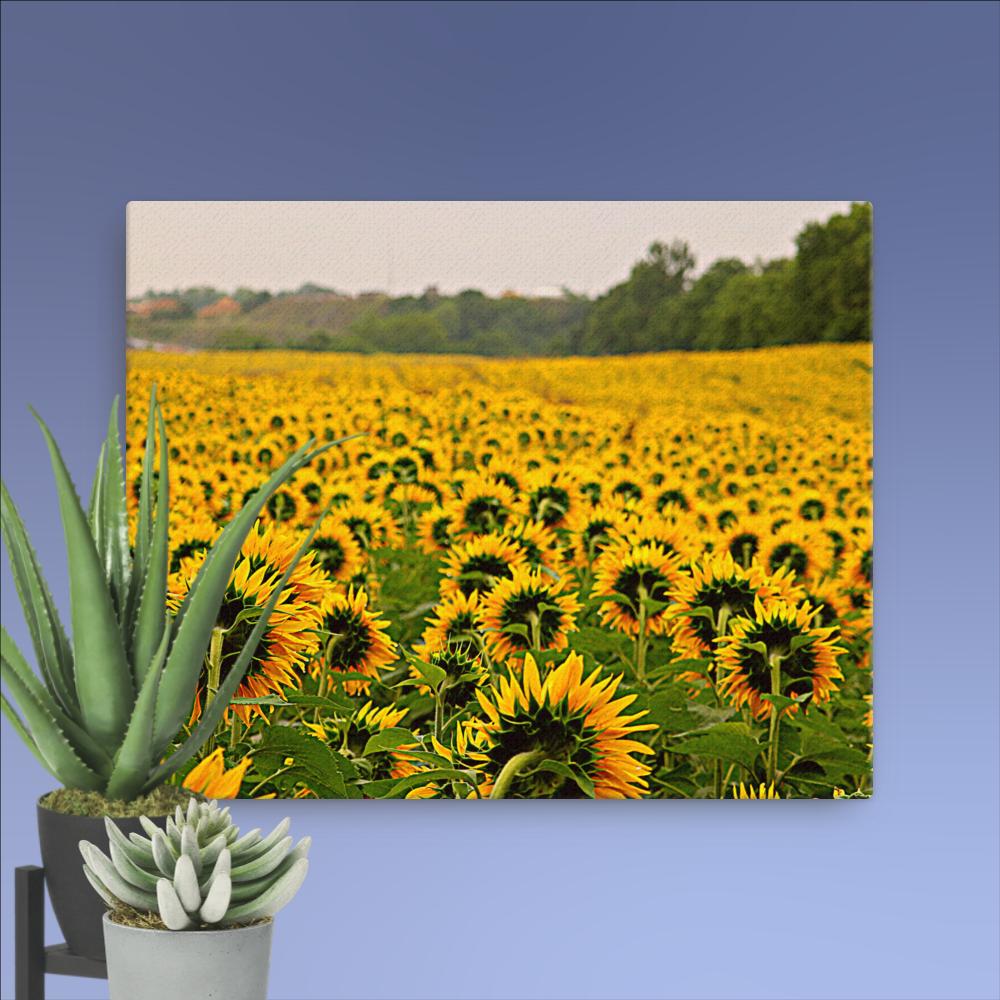 Sunflower Fields Forever| Canvas Nature Photography by Natural Reflection Art