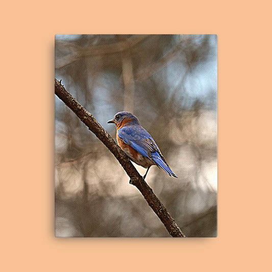 Eastern Bluebird Canvas |Bird Photography| Wall Art