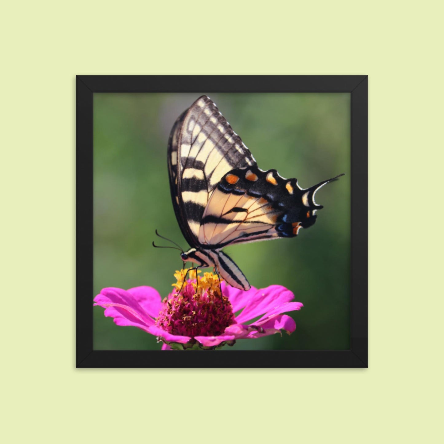 Swallowtail Butterfly on Zinnia Framed photo paper poster