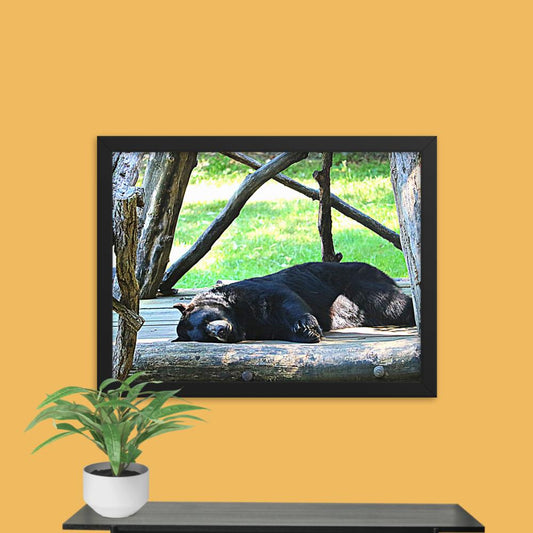 Lounging Bear Framed photo paper poster