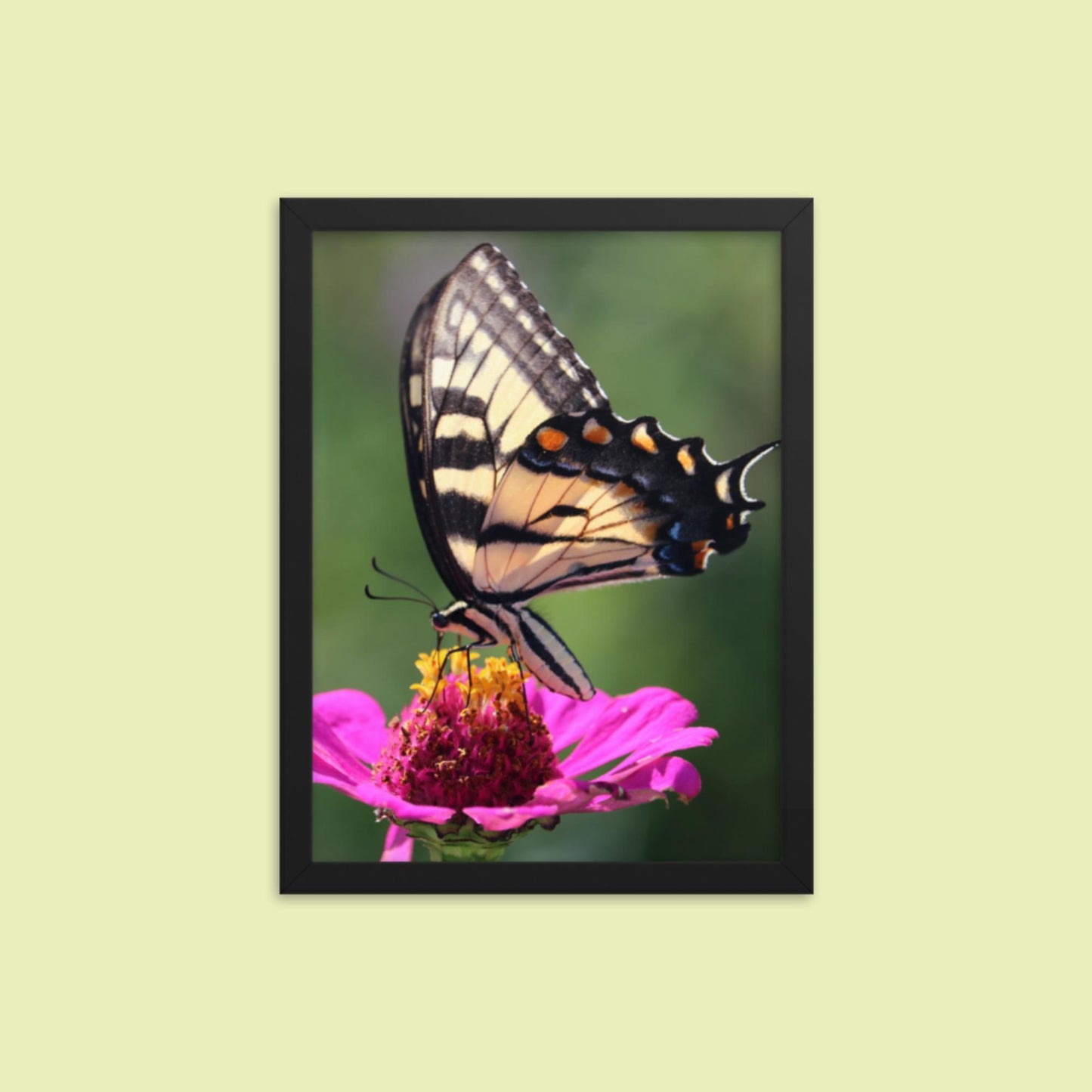 Swallowtail Butterfly on Zinnia Framed photo paper poster