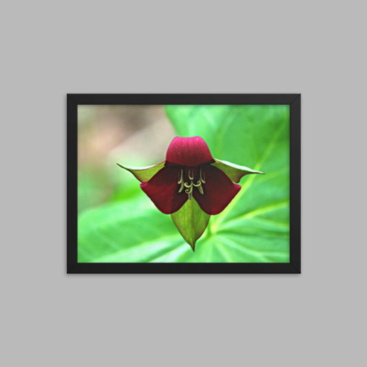 Wake Robin Trillium Framed photo paper poster