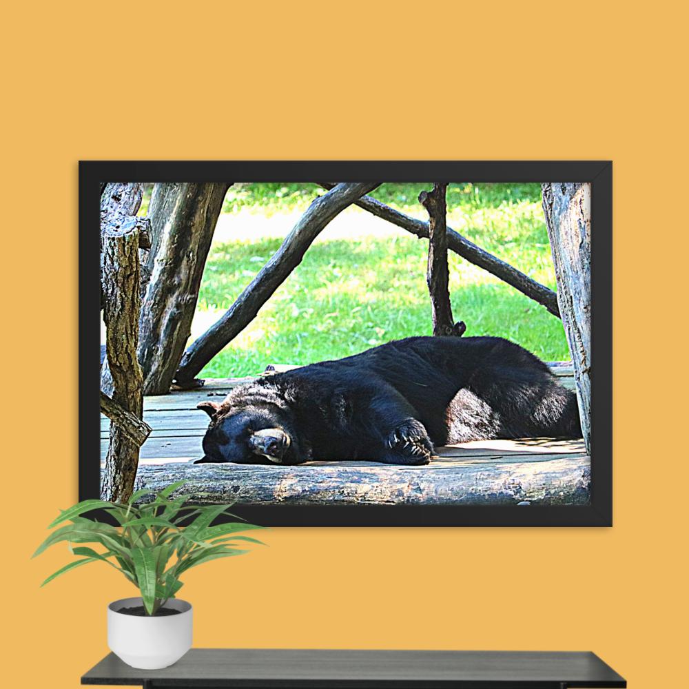 Lounging Bear Framed photo paper poster