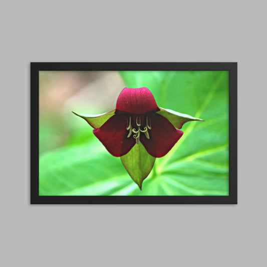 Wake Robin Trillium Framed photo paper poster