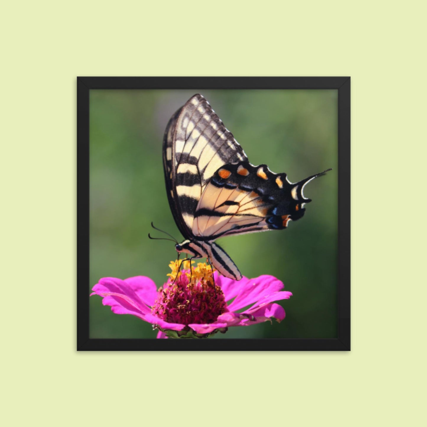 Swallowtail Butterfly on Zinnia Framed photo paper poster