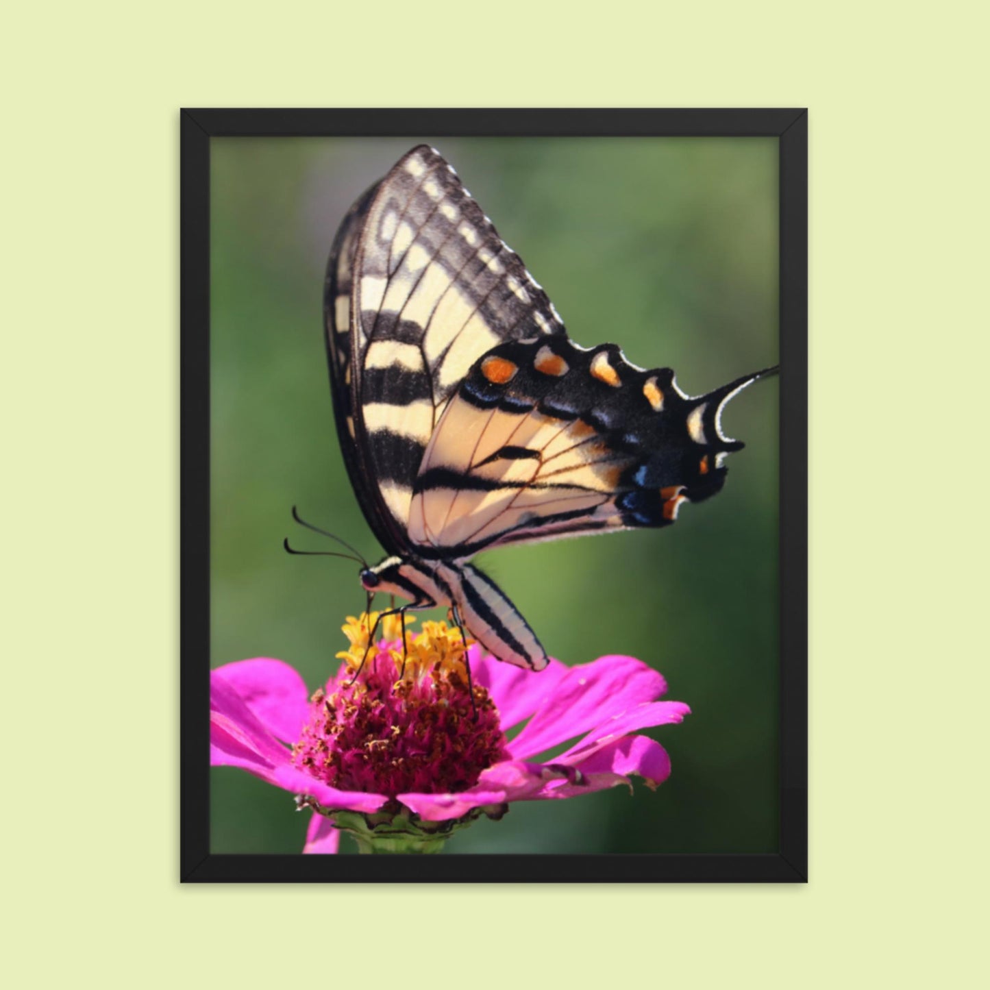 Swallowtail Butterfly on Zinnia Framed photo paper poster