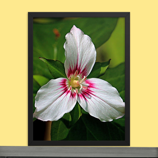 Painted Trillium Framed Photo Paper Poster