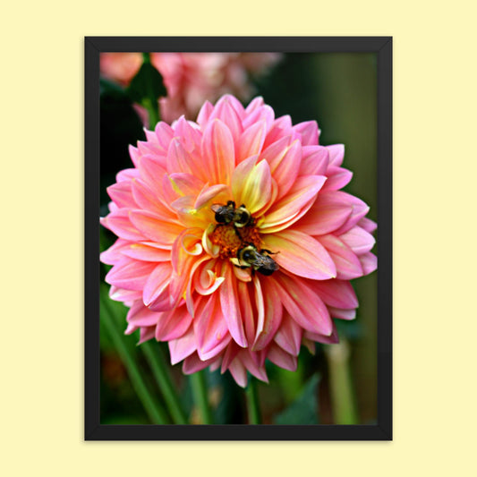 Pink Dahlia Two Bees- Framed photo paper poster