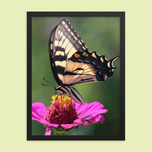 Swallowtail Butterfly on Zinnia Framed photo paper poster