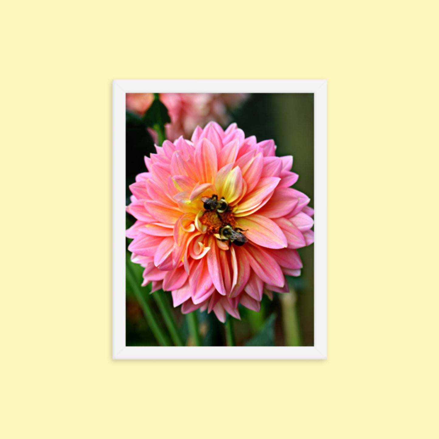Pink Dahlia Two Bees- Framed photo paper poster