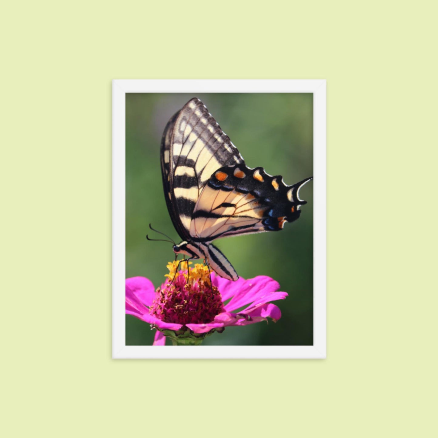 Swallowtail Butterfly on Zinnia Framed photo paper poster