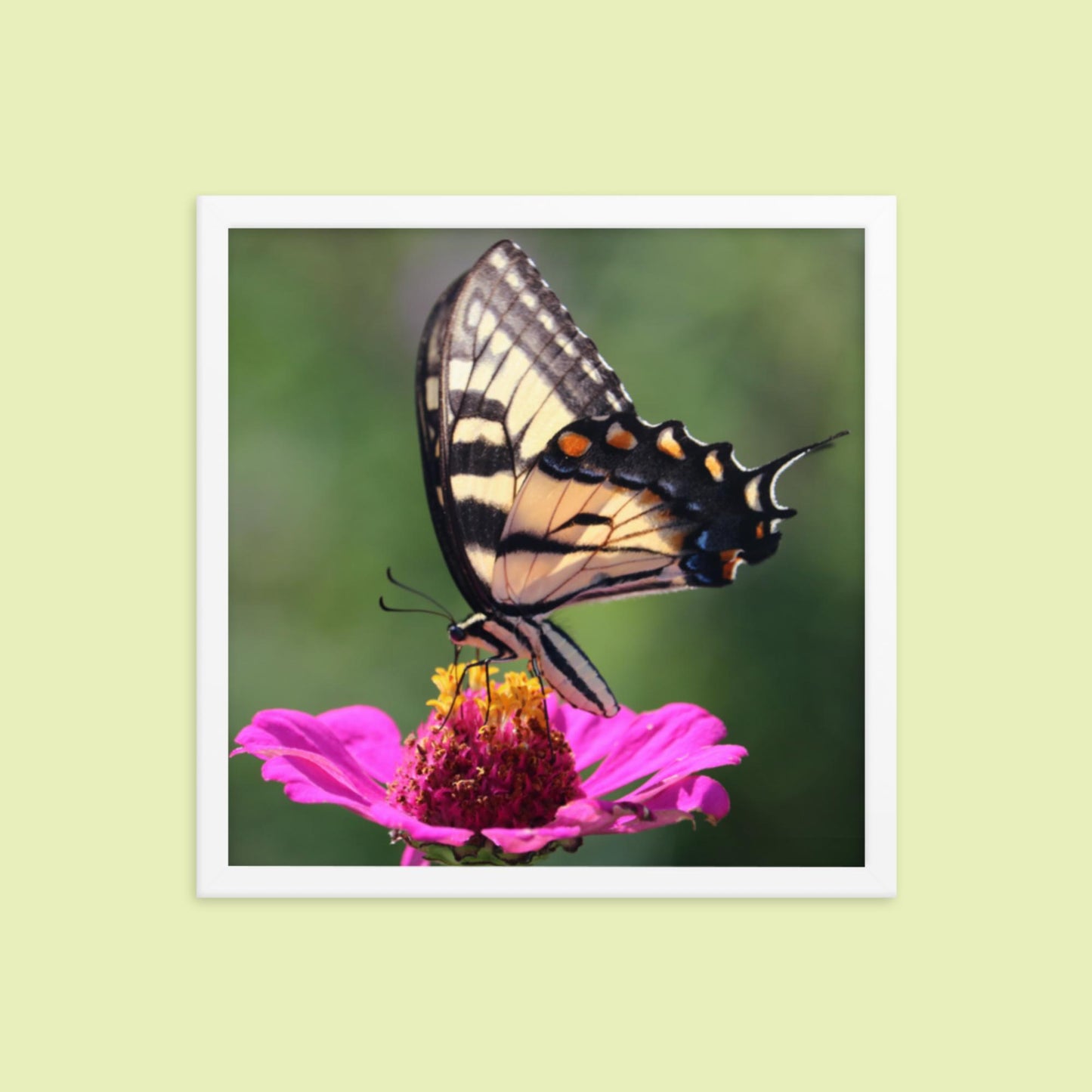 Swallowtail Butterfly on Zinnia Framed photo paper poster