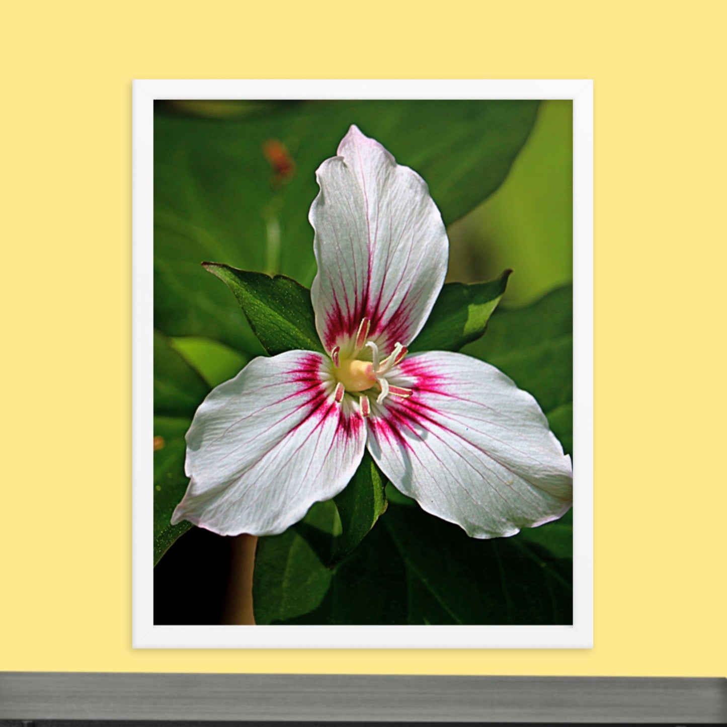 Painted Trillium Framed Photo Paper Poster