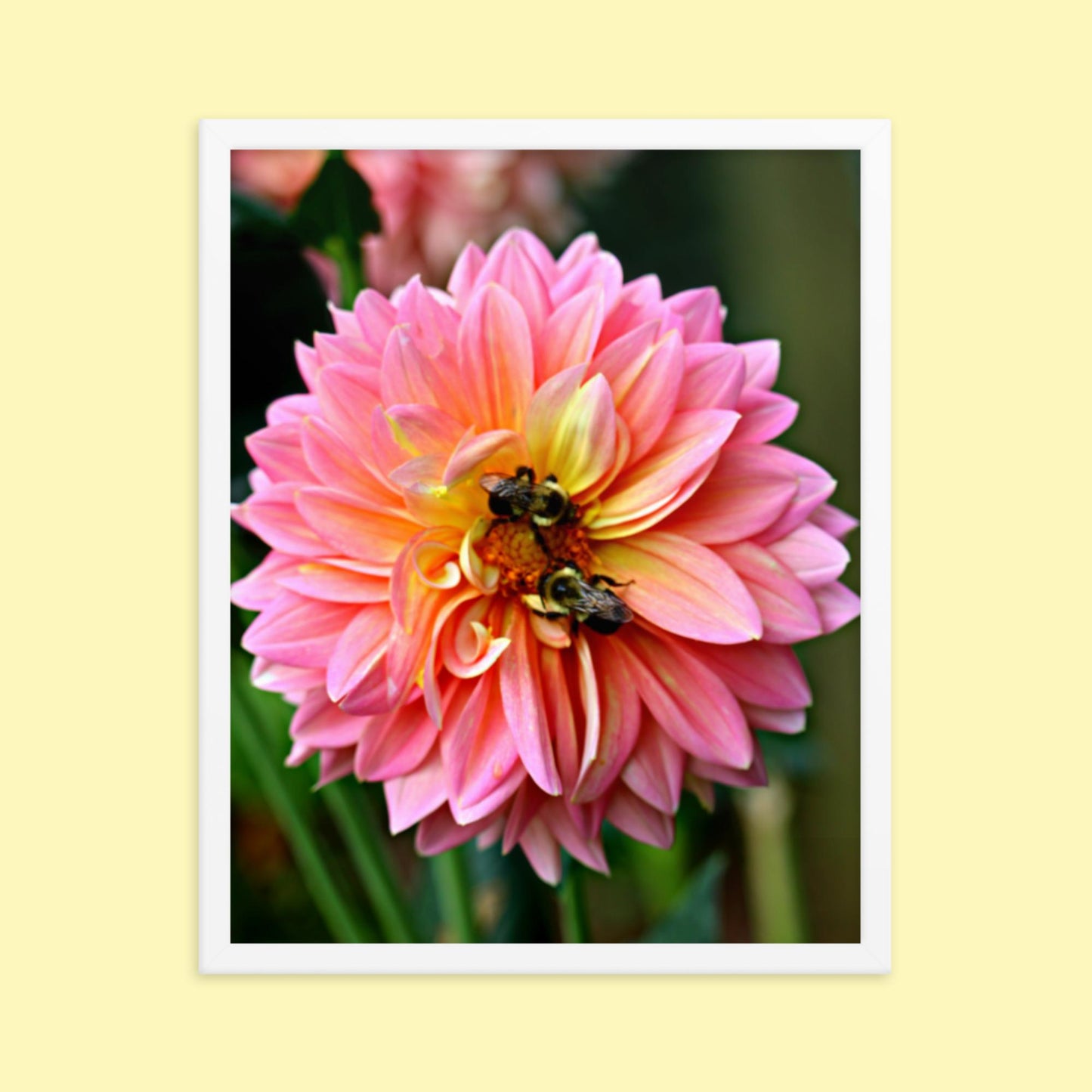 Pink Dahlia Two Bees- Framed photo paper poster
