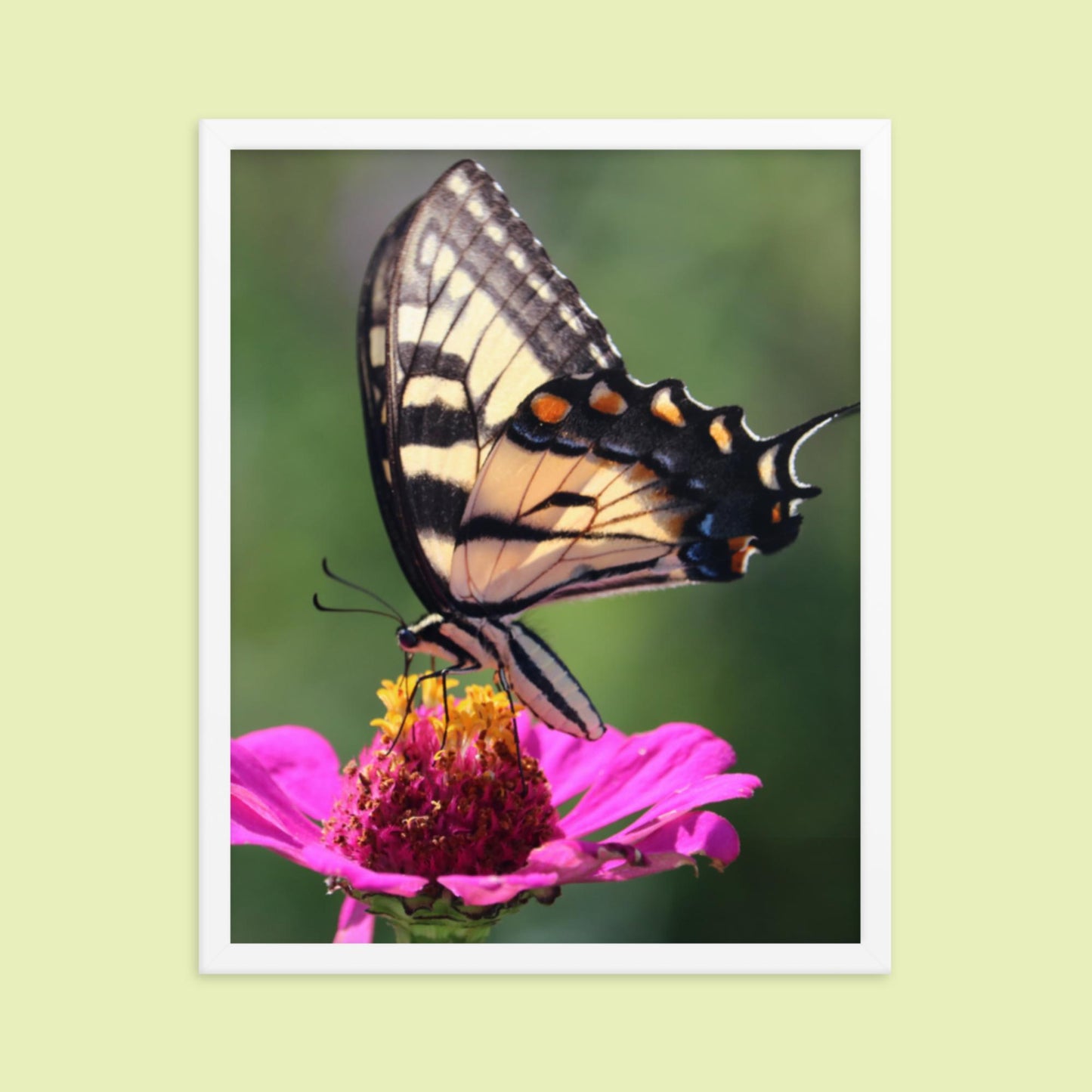 Swallowtail Butterfly on Zinnia Framed photo paper poster