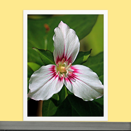 Painted Trillium Framed Photo Paper Poster