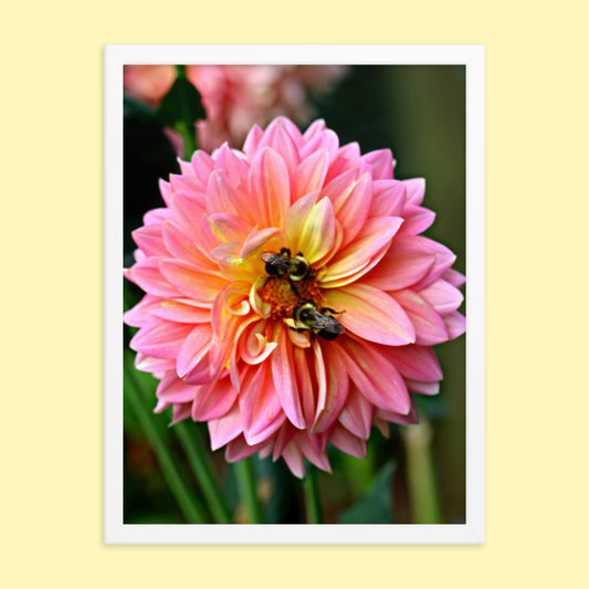 Pink Dahlia Two Bees- Framed photo paper poster