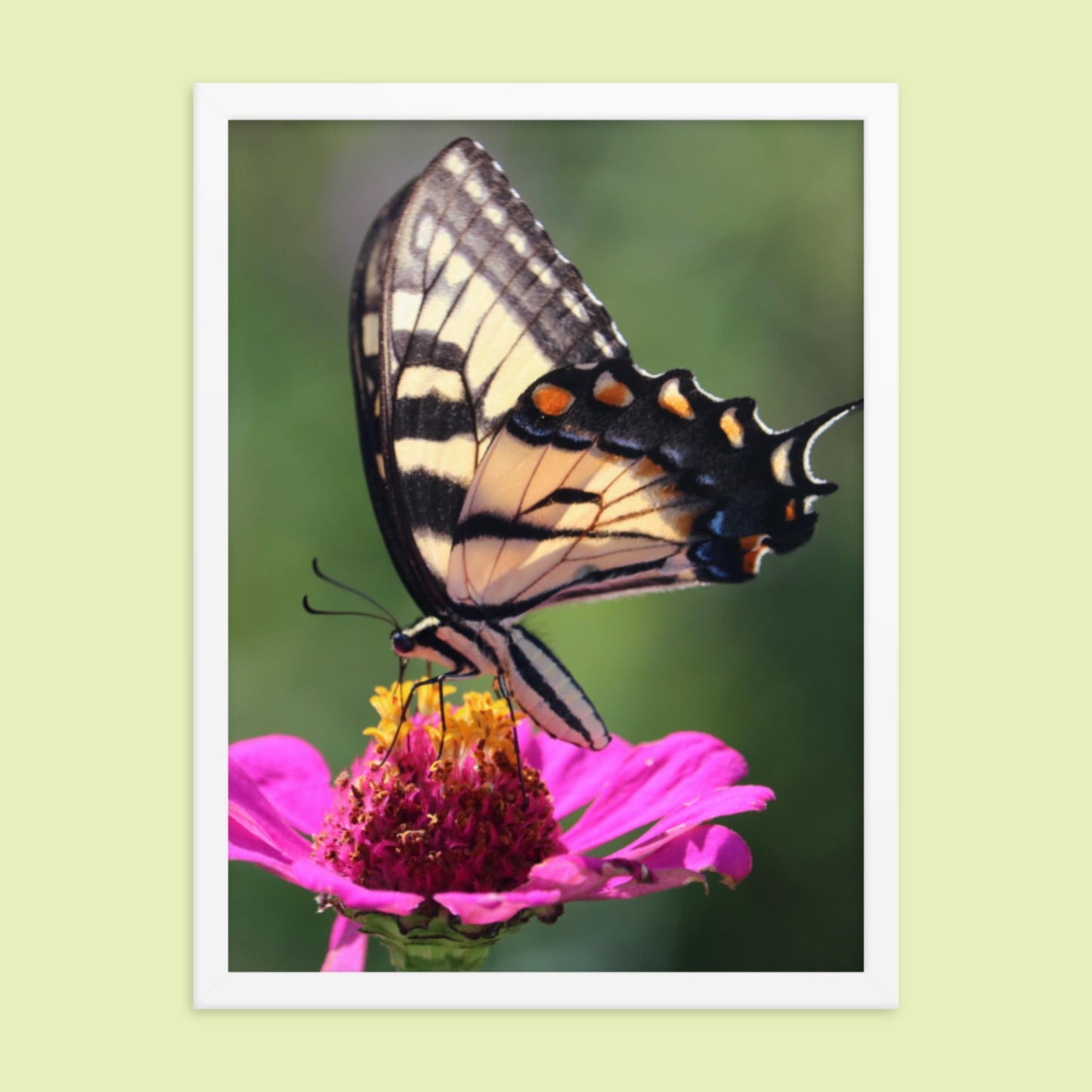 Swallowtail Butterfly on Zinnia Framed photo paper poster